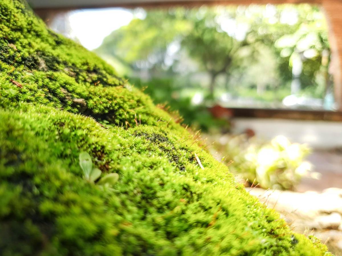 Big Tree Old Town Hotel Chiang Mai Exterior foto