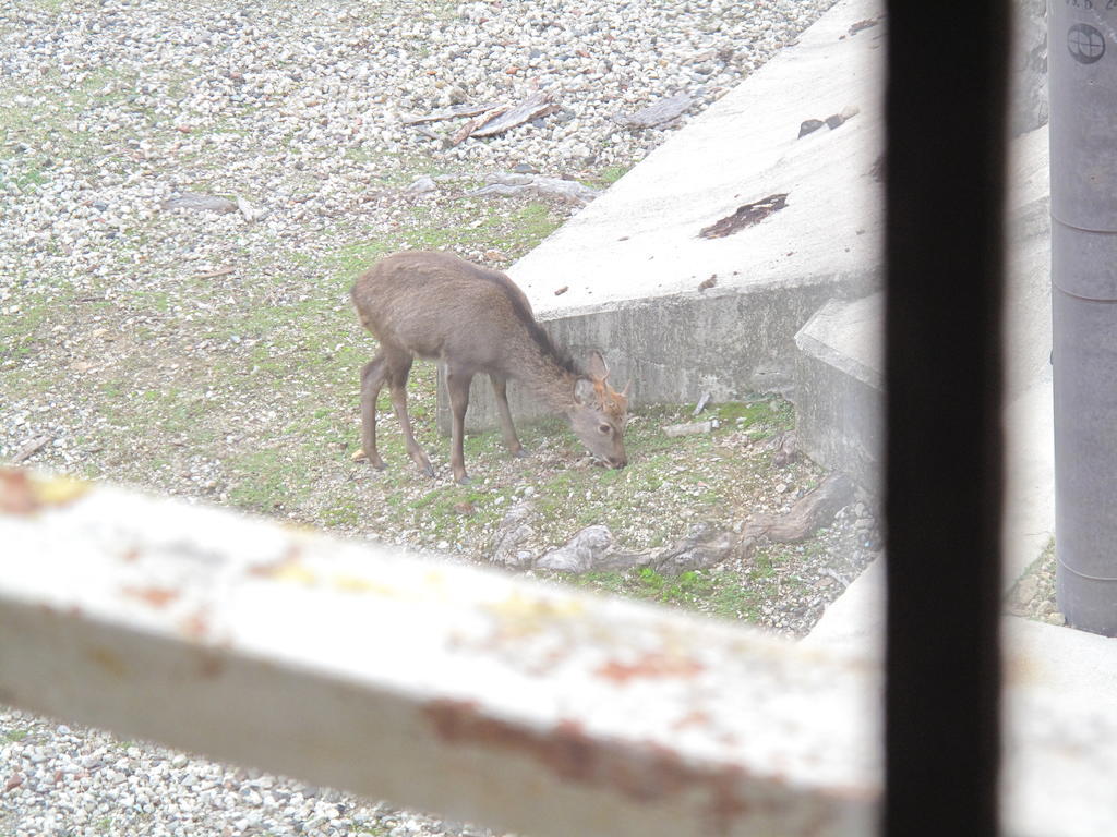 The Deer Park Inn Nara Quarto foto
