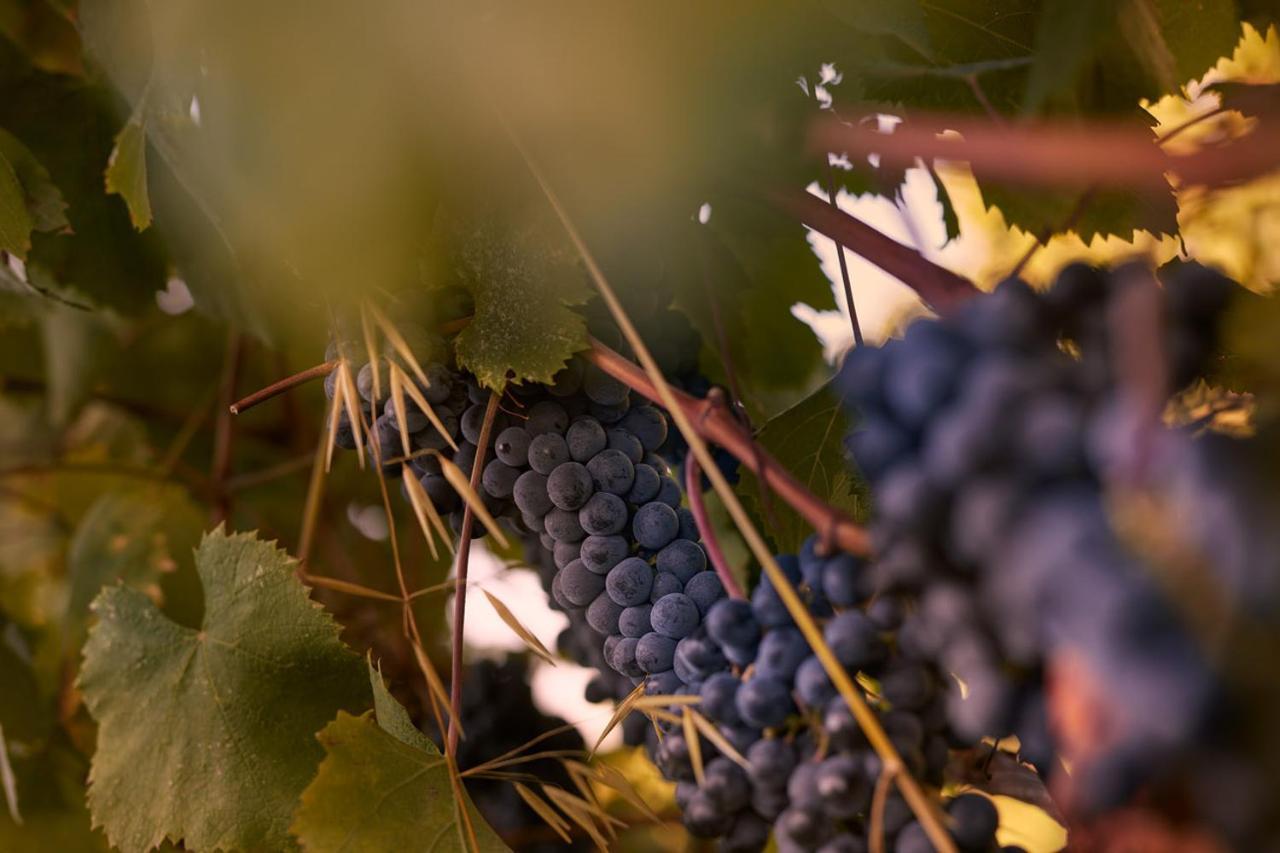 Tenuta San Vito In Fior Di Selva Montelupo Fiorentino Exterior foto