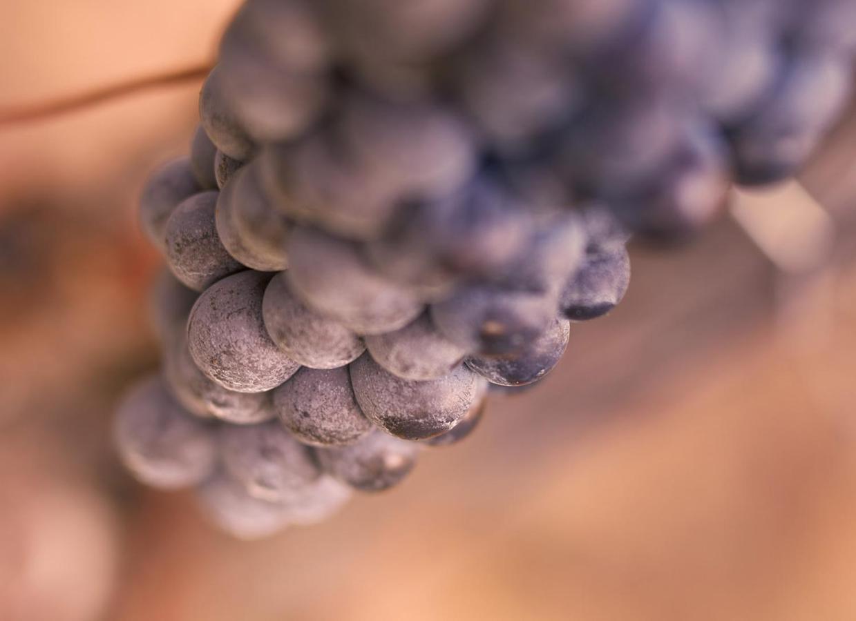 Tenuta San Vito In Fior Di Selva Montelupo Fiorentino Exterior foto