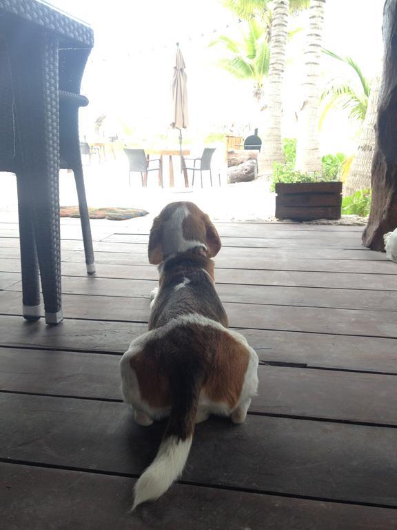 Casa Iguana Holbox - Beachfront Hotel Exterior foto