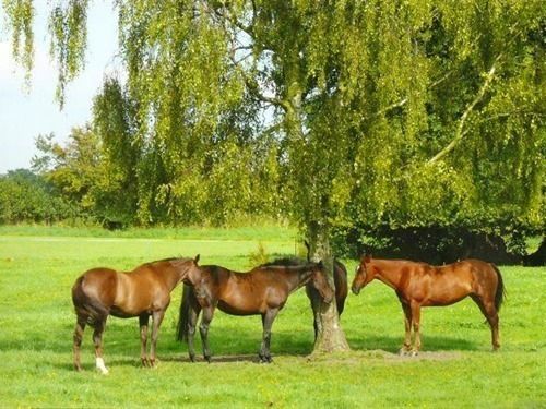 Blounts Court Farm Acomodação com café da manhã Devizes Exterior foto