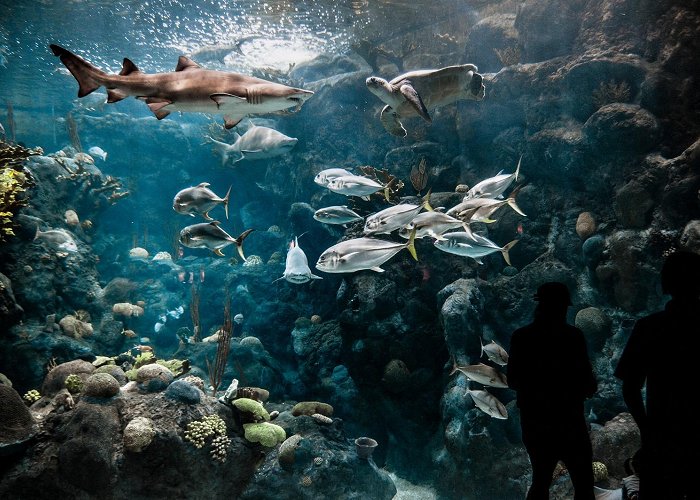 Florida Aquarium photo