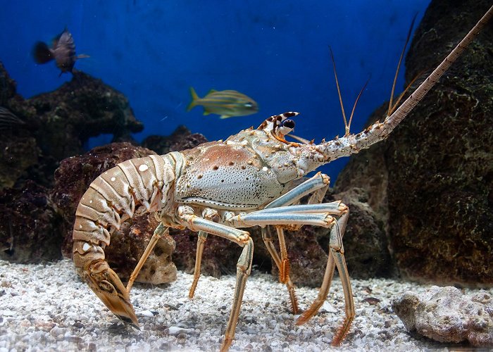 Florida Aquarium photo