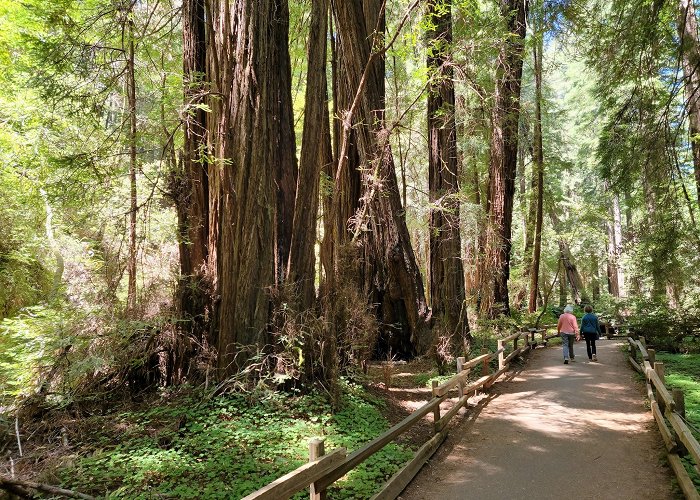 Muir Woods National Monument photo