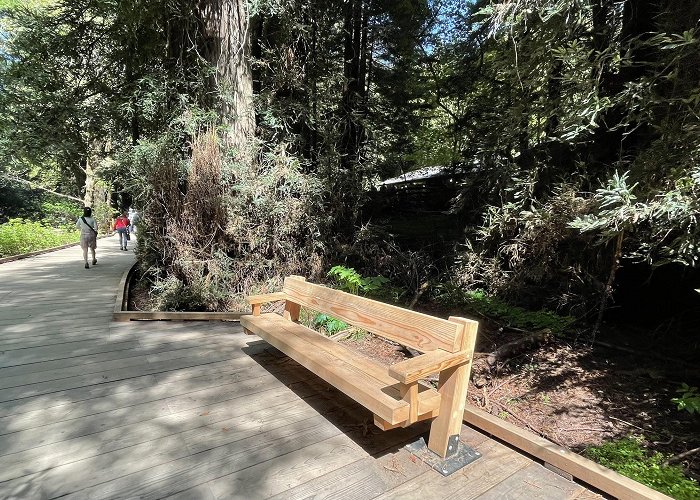 Muir Woods National Monument photo