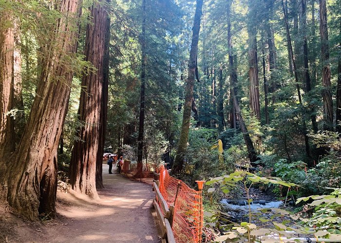 Muir Woods National Monument photo