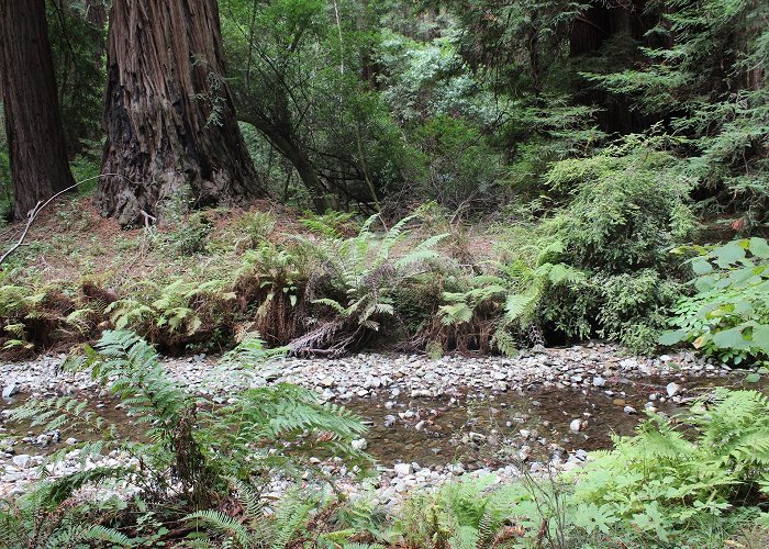 Muir Woods National Monument photo