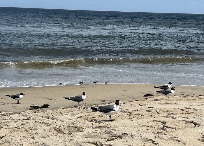 Cape Hatteras National Seashore photo