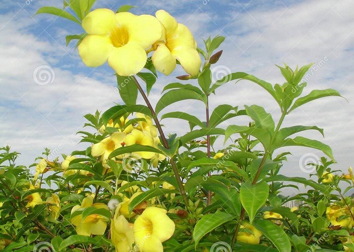 Orchid Garden Garden Yellow Flower Canal 1 Santos Sao Paulo Brazil Stock Image ... photo