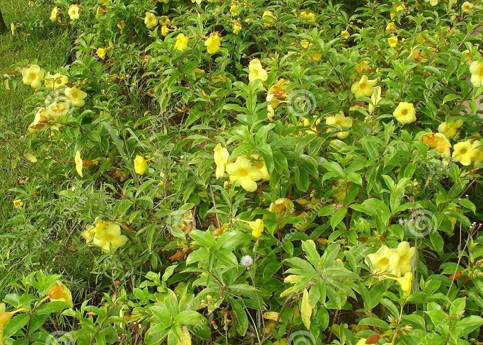 Orchid Garden Garden Yellow Flower Canal 1 Santos Sao Paulo Brazil Stock Photo ... photo