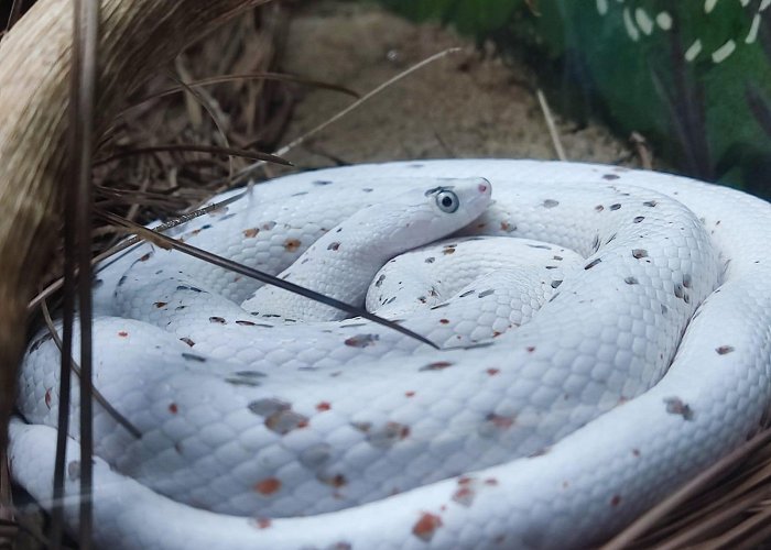 Butantan Institute Corn snake seen at Butantan Institute (Sao Paulo, Brazil) : r ... photo