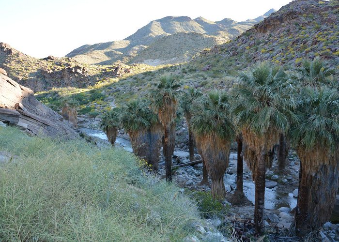 Palm Canyon 7 Hikes In Palm Canyons - Visit Palm Springs photo