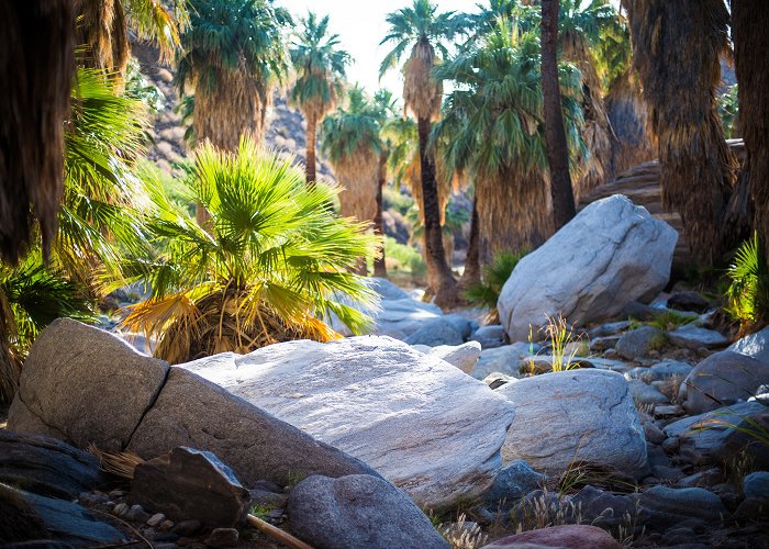 Palm Canyon Indian Canyons photo