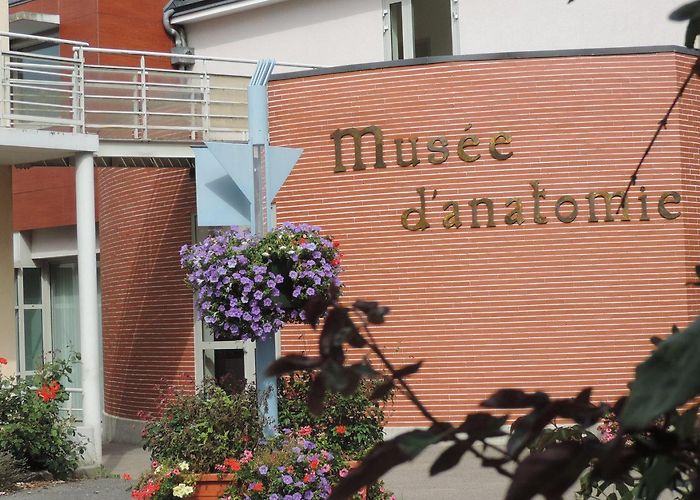 Musée de l'Ecorché d'Anatomie Musée d'Ecorché d'Anatomie - Mairie Le Neubourg Mairie Le Neubourg photo