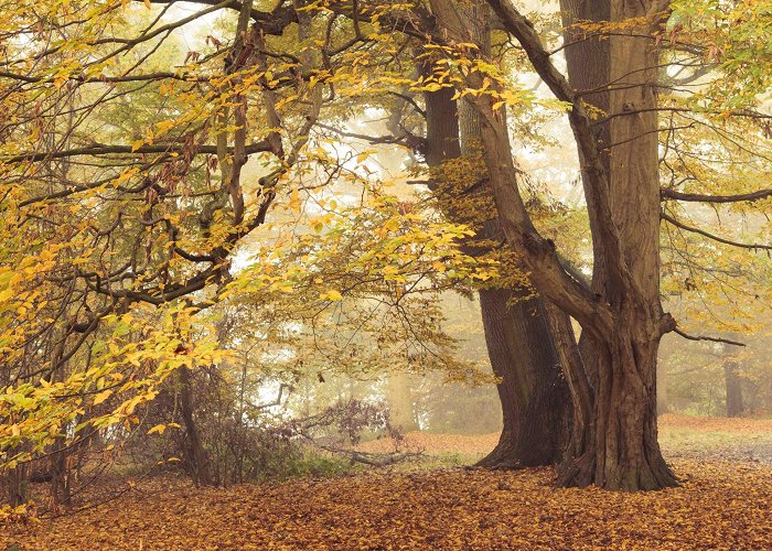 Hatfield Forest Hatfield Forest | Essex | National Trust photo