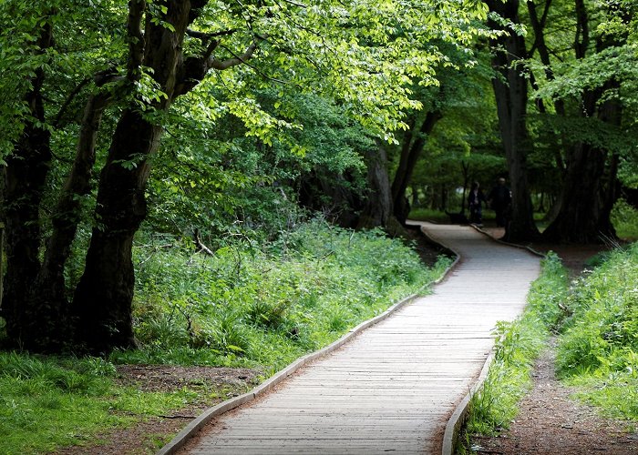 Hatfield Forest Visit Takeley: 2024 Travel Guide for Takeley, Bishop's Stortford ... photo