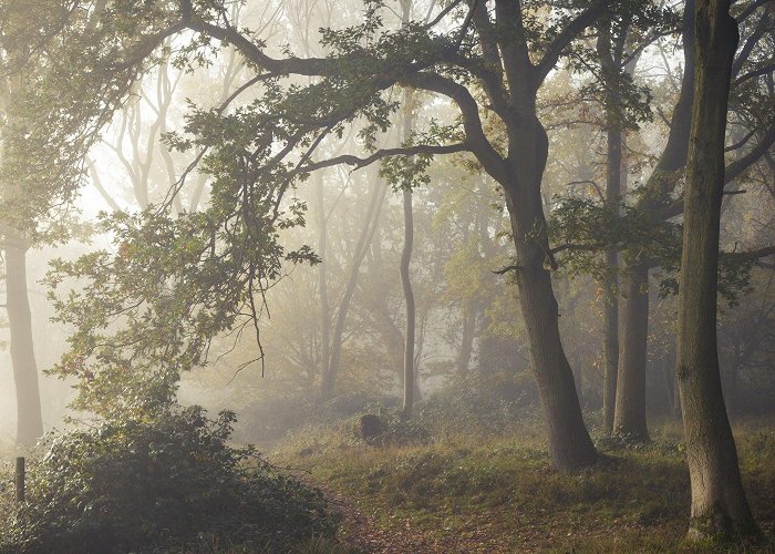 Hatfield Forest Hatfield Forest | Essex | National Trust photo