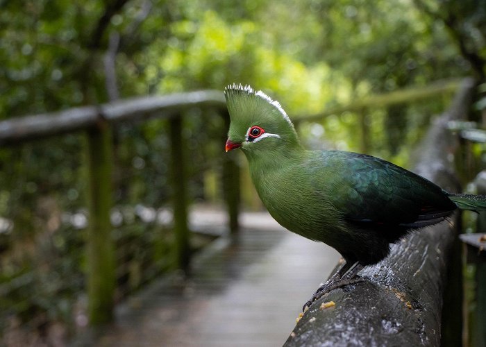 Birds of Eden Birds of Eden Bird Sanctuary, Western Cape – South Africa photo