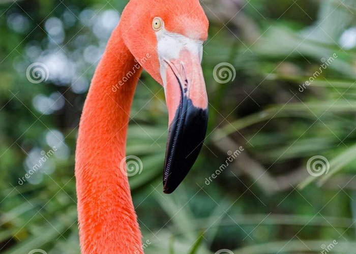 Birds of Eden Flamingo at Birds of Eden in Plettenberg Bay South Africa Stock ... photo