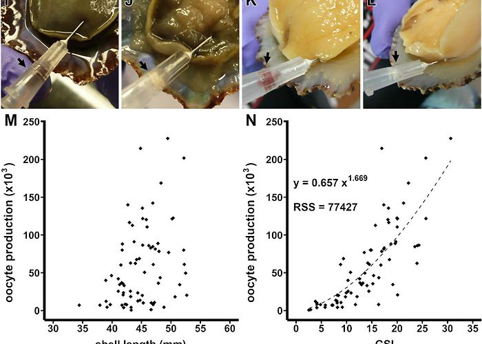 Centro de Informacion Juvenil Frontiers | Methodologies for Patellid Limpets' Aquaculture: From ... photo