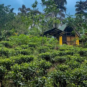 Rainforest Cabin Deniyaya Exterior photo