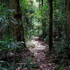 Springbrook Lyrebird Retreat Exterior photo